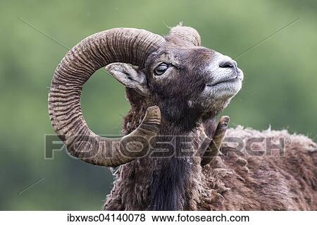 European mouflon (Ovis orientalis musimon), captive, Saarland, Germany, Europe View Large Photo Image Stock Photo - European mouflon (Ovis orientalis musimon), captive, Saarland, Germany, Europe. Fotosearch