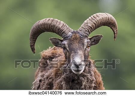 Stock Photograph - European mouflon (Ovis orientalis musimon), captive, Saarland, Germany, Europe. Fotosearch