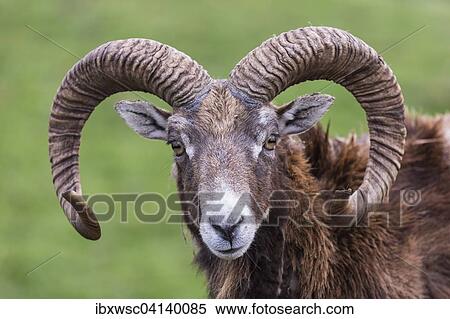 Stock Photography - European mouflon (Ovis orientalis musimon), captive, Saarland, Germany, Europe. Fotosearch