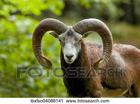 European Mouflons (Ovis ammon musimon), ram, captive, Saxony, Germany, Europe View Large Photo Image Stock Image - European Mouflons (Ovis ammon musimon), ram, captive, Saxony, Germany, Europe. Fotosearch