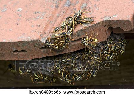 European paper wasps (Polistes dominula) at nest, Burgenland, Austria, Europe View Large Photo Image Stock Photography - European paper wasps (Polistes dominula) at nest, Burgenland, Austria, Europe. Fotosearch