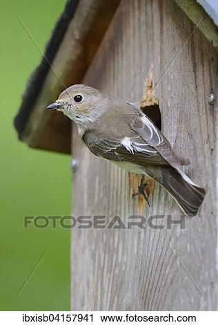 Stock Image - European Pied Flycatcher (Ficedula hypoleuca), at the nest box, Germany, Europe. Fotosearch
