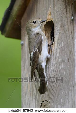 Stock Image - European Pied Flycatcher (Ficedula hypoleuca), at the nest box, Germany, Europe. Fotosearch