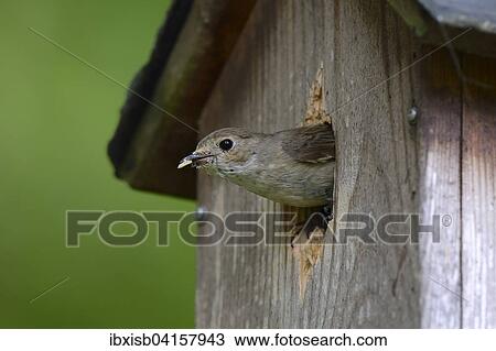 Stock Image - European Pied Flycatcher (Ficedula hypoleuca), removing the young birds' dirt from the nest box, Germany, Europe. Fotosearch