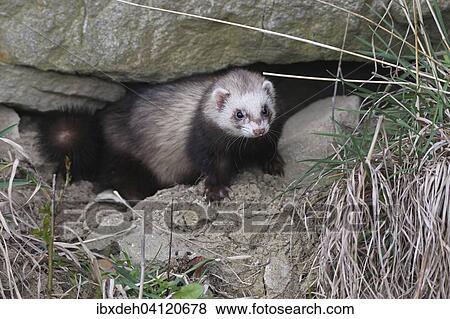 European polecat (Mustela putorius) in rock crevice, Lower Austria, Austria, Europe View Large Photo Image Stock Photo - European polecat (Mustela putorius) in rock crevice, Lower Austria, Austria, Europe. Fotosearch