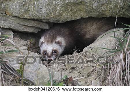 European polecat (Mustela putorius) in rock crevice, Lower Austria, Austria, Europe View Large Photo Image Stock Photograph - European polecat (Mustela putorius) in rock crevice, Lower Austria, Austria, Europe. Fotosearch