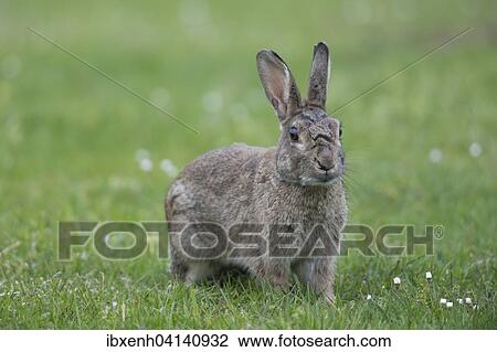 Stock Image - European Rabbit (Oryctolagus cuniculus), Emsland, Lower Saxony, Germany, Europe. Fotosearch