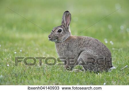 European Rabbit (Oryctolagus cuniculus), Emsland, Lower Saxony, Germany, Europe View Large Photo Image Stock Image - European Rabbit (Oryctolagus cuniculus), Emsland, Lower Saxony, Germany, Europe. Fotosearch