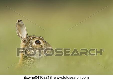 European rabbit (Oryctolagus cuniculus), side portrait, Rhein-Main region, Hesse, Germany, Europe View Large Photo Image Stock Photo - European rabbit (Oryctolagus cuniculus), side portrait, Rhein-Main region, Hesse, Germany, Europe. Fotosearch