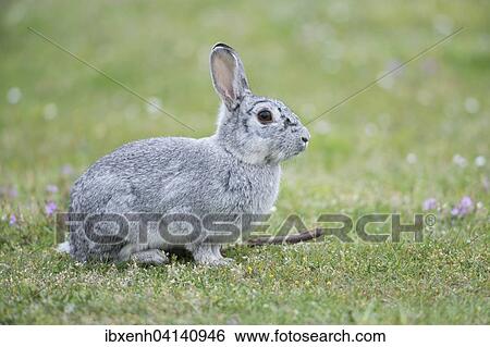 European Rabbit (Oryctolagus cuniculus), Emsland, Lower Saxony, Germany, Europe View Large Photo Image Stock Photograph - European Rabbit (Oryctolagus cuniculus), Emsland, Lower Saxony, Germany, Europe. Fotosearch