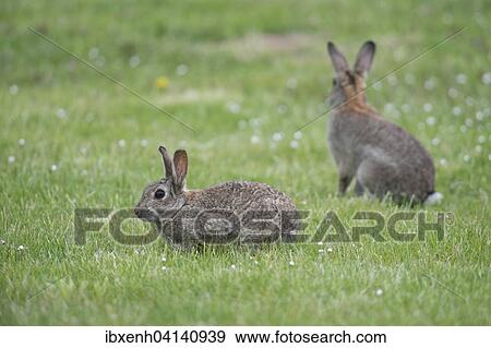 European Rabbits (Oryctolagus cuniculus), Emsland, Lower Saxony, Germany, Europe View Large Photo Image Stock Photo - European Rabbits (Oryctolagus cuniculus), Emsland, Lower Saxony, Germany, Europe. Fotosearch