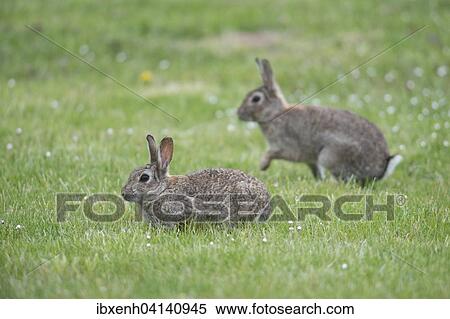 European Rabbits (Oryctolagus cuniculus), Emsland, Lower Saxony, Germany, Europe View Large Photo Image Stock Photography - European Rabbits (Oryctolagus cuniculus), Emsland, Lower Saxony, Germany, Europe. Fotosearch