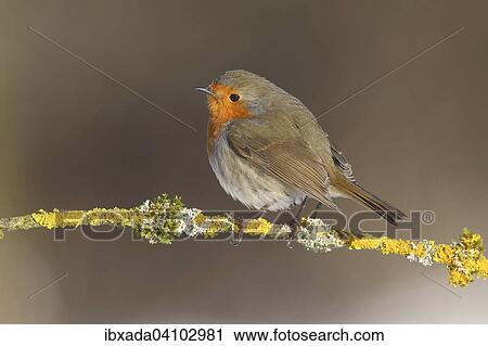 Stock Image - European Robin (Erithacus rubecula) on a lichen covered branch, Neunkirchen, Siegerland, North Rhine-Westphalia, Germany, Europe. Fotosearch