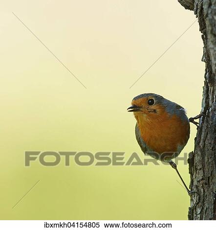 Stock Photography - European robin (Erithacus rubecula) on tree trunk, Hesse, Germany, Europe. Fotosearch