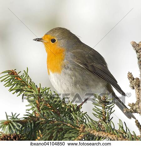 European Robin (Erithacus rubecula), Tyrol, Austria, Europe View Large Photo Image Stock Image - European Robin (Erithacus rubecula), Tyrol, Austria, Europe. Fotosearch