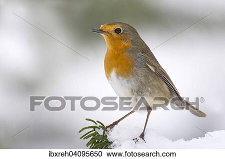 European Robin (Erithacus rubecula), Tyrol, Austria, Europe View Large Photo Image Stock Image - European Robin (Erithacus rubecula), Tyrol, Austria, Europe. Fotosearch