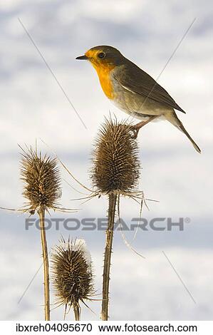 European Robin (Erithacus rubecula), Tyrol, Austria, Europe View Large Photo Image Stock Image - European Robin (Erithacus rubecula), Tyrol, Austria, Europe. Fotosearch