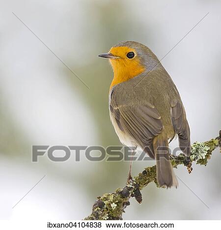 European Robin (Erithacus rubecula), Tyrol, Austria, Europe View Large Photo Image Stock Photo - European Robin (Erithacus rubecula), Tyrol, Austria, Europe. Fotosearch