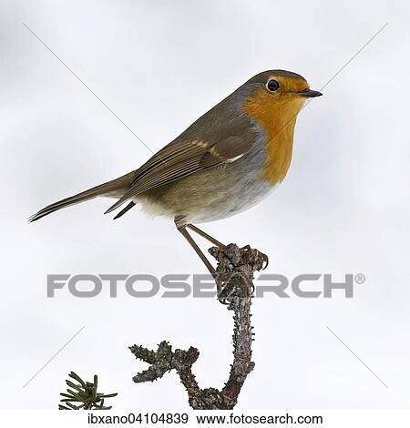 European Robin (Erithacus rubecula), Tyrol, Austria, Europe View Large Photo Image Stock Photo - European Robin (Erithacus rubecula), Tyrol, Austria, Europe. Fotosearch
