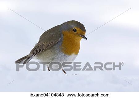 European Robin (Erithacus rubecula), Tyrol, Austria, Europe View Large Photo Image Stock Photo - European Robin (Erithacus rubecula), Tyrol, Austria, Europe. Fotosearch