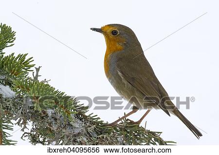 European Robin (Erithacus rubecula), Tyrol, Austria, Europe View Large Photo Image Stock Photograph - European Robin (Erithacus rubecula), Tyrol, Austria, Europe. Fotosearch