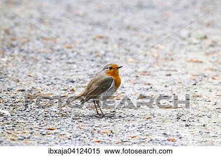 Stock Photography - European Robin (Erithacus rubecula), Germany, Europe. Fotosearch