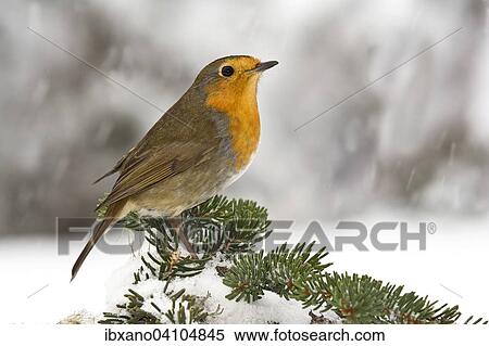 European Robin (Erithacus rubecula), Tyrol, Austria, Europe View Large Photo Image Stock Photography - European Robin (Erithacus rubecula), Tyrol, Austria, Europe. Fotosearch