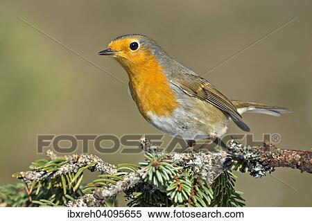 European Robin (Erithacus rubecula), Tyrol, Austria, Europe View Large Photo Image Stock Photography - European Robin (Erithacus rubecula), Tyrol, Austria, Europe. Fotosearch