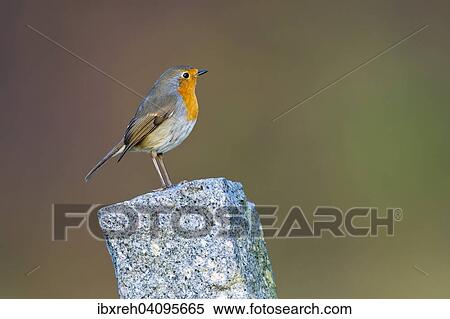 European Robin (Erithacus rubecula), Tyrol, Austria, Europe View Large Photo Image Stock Photography - European Robin (Erithacus rubecula), Tyrol, Austria, Europe. Fotosearch