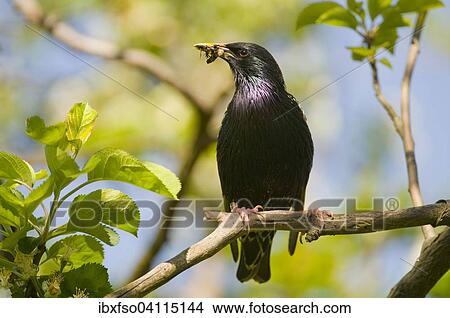 Picture - European starling (Sturnus vulgaris), adult with food in its beak. Fotosearch