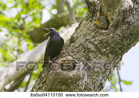 European starling (Sturnus vulgaris), adult by its nest, with offspring, Thuringia, Germany, Europe View Large Photo Image Stock Image - European starling (Sturnus vulgaris), adult by its nest, with offspring, Thuringia, Germany, Europe. Fotosearch