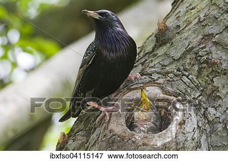 European starling (Sturnus vulgaris), adult by its nest, with offspring, Thuringia, Germany, Europe View Large Photo Image Stock Photo - European starling (Sturnus vulgaris), adult by its nest, with offspring, Thuringia, Germany, Europe. Fotosearch