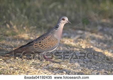 European Turtle Dove (Streptopelia turtur) standing on stony ground, Lake Neusiedl, Burgenland, Austria, Europe View Large Photo Image Stock Photography - European Turtle Dove (Streptopelia turtur) standing on stony ground, Lake Neusiedl, Burgenland, Austria, Europe. Fotosearch