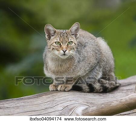European wildcat (Felis silvestris), sitting on a trunk, captive, Bavaria, Germany, Europe View Large Photo Image Picture - European wildcat (Felis silvestris), sitting on a trunk, captive, Bavaria, Germany, Europe. Fotosearch