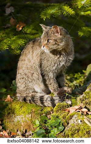 European Wildcat (Felis silvestris), captive, Bavaria, Germany, Europe View Large Photo Image Stock Image - European Wildcat (Felis silvestris), captive, Bavaria, Germany, Europe. Fotosearch