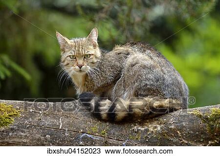 European wildcat (Felis silvestris silvestris) sitting on a tree trunk, captive, Canton of Zurich, Switzerland, Europe View Large Photo Image Stock Image - European wildcat (Felis silvestris silvestris) sitting on a tree trunk, captive, Canton of Zurich, Switzerland, Europe. Fotosearch
