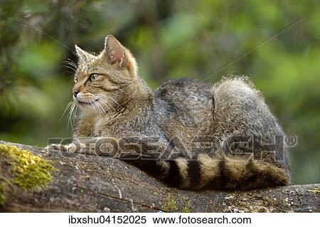 European wildcat (Felis silvestris silvestris) sitting on a tree trunk, captive, Canton of Zurich, Switzerland, Europe View Large Photo Image Stock Photography - European wildcat (Felis silvestris silvestris) sitting on a tree trunk, captive, Canton of Zurich, Switzerland, Europe. Fotosearch