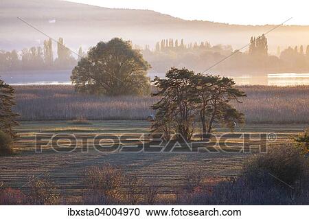 Evening light in autumn at Wollmatinger Ried on Lake Constance between the island of Reichenau and Konstanz, Germany, Europe View Large Photo Image Stock Image - Evening light in autumn at Wollmatinger Ried on Lake Constance between the island of Reichenau and Konstanz, Germany, Europe. Fotosearch