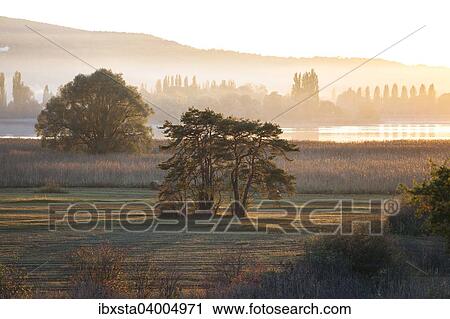 Evening light in autumn at Wollmatinger Ried on Lake Constance between the island of Reichenau and Konstanz, Germany, Europe View Large Photo Image Stock Image - Evening light in autumn at Wollmatinger Ried on Lake Constance between the island of Reichenau and Konstanz, Germany, Europe. Fotosearch