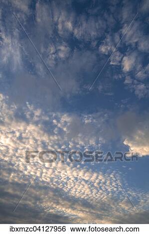 Evening sky with little fluffy clouds, cirrocumulus View Large Photo Image Stock Photograph - Evening sky with little fluffy clouds, cirrocumulus. Fotosearch