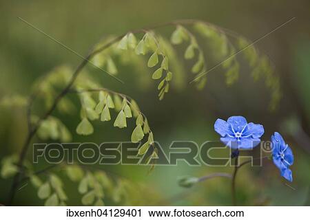 Stock Image - Evergreen or Himalayan maidenhair (Adiantum venustum), sprouting, and creeping navelwort or blue-eyed-Mary (Omphalodes verna), Lower Saxony, Germany, Europe. Fotosearch