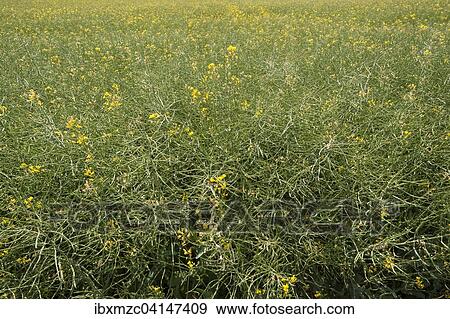 Faded canola field (Brassica napus), Middle Franconia, Bavaria, Germany, Europe View Large Photo Image Stock Photo - Faded canola field (Brassica napus), Middle Franconia, Bavaria, Germany, Europe. Fotosearch