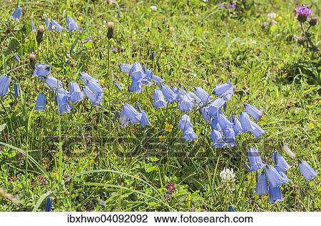 Fairies' thimbles (Campanula cochleariifolia), Mountain Meadow, Dolomites, Trentino-Alto Adige, Italy, Europe View Large Photo Image Stock Image - Fairies' thimbles (Campanula cochleariifolia), Mountain Meadow, Dolomites, Trentino-Alto Adige, Italy, Europe. Fotosearch