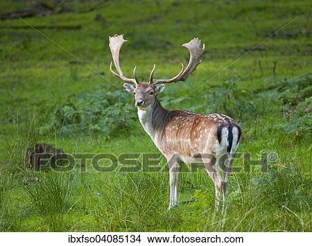 Fallow Deer (Dama dama), buck, captive, Lower Saxony, Germany, Europe View Large Photo Image Picture - Fallow Deer (Dama dama), buck, captive, Lower Saxony, Germany, Europe. Fotosearch