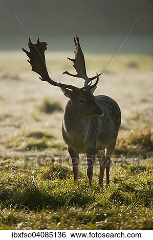 Fallow Deer (Dama dama), buck in the early morning, with backlight, captive, Bavaria, Germany, Europe View Large Photo Image Stock Photograph - Fallow Deer (Dama dama), buck in the early morning, with backlight, captive, Bavaria, Germany, Europe. Fotosearch