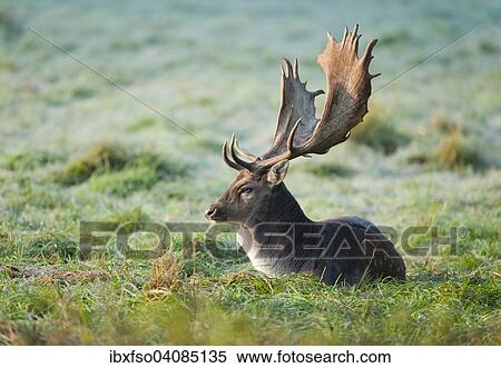 Fallow Deer (Dama dama), buck, lying on a meadow, captive, Bavaria, Germany, Europe View Large Photo Image Stock Photography - Fallow Deer (Dama dama), buck, lying on a meadow, captive, Bavaria, Germany, Europe. Fotosearch