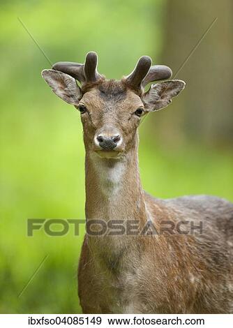 Fallow Deer (Dama dama), buck with antlers in velvet, antlers forming, captive, Bavaria, Germany, Europe View Large Photo Image Stock Photo - Fallow Deer (Dama dama), buck with antlers in velvet, antlers forming, captive, Bavaria, Germany, Europe. Fotosearch