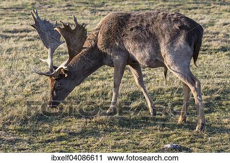 Fallow Deer (Dama dama), captive, Saxony-Anhalt, Germany, Europe View Large Photo Image Stock Image - Fallow Deer (Dama dama), captive, Saxony-Anhalt, Germany, Europe. Fotosearch