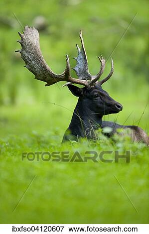 Fallow Deer (Dama dama), dark colour variant, lying in a meadow, captive, Lower Saxony, Germany, Europe View Large Photo Image Stock Photo - Fallow Deer (Dama dama), dark colour variant, lying in a meadow, captive, Lower Saxony, Germany, Europe. Fotosearch