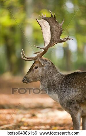 Stock Photograph - Fallow Deer (Dama dama) standing in a forest, captive, Lower Saxony, Germany, Europe. Fotosearch